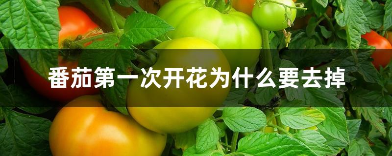 番茄第一次开花为什么要去掉 番茄第一次开花为什么要去掉
