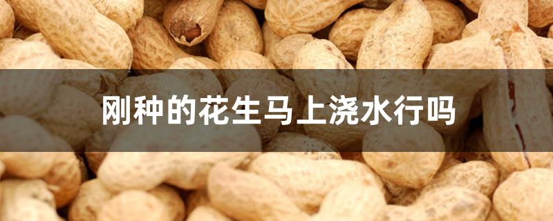 刚种的花生马上浇水行吗