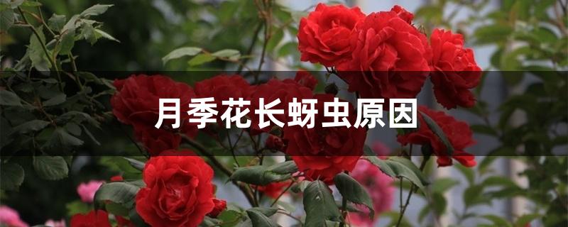 月季花长蚜虫原因