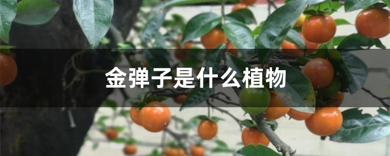 金弹子是什么植物