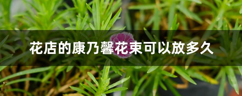 花店的康乃馨花束可以放多久