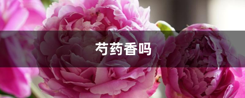 芍药香吗