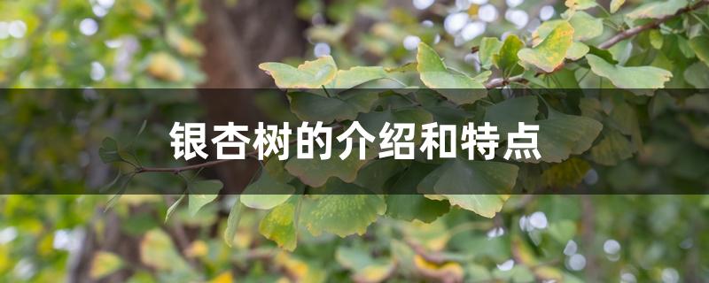 银杏树的介绍和特点