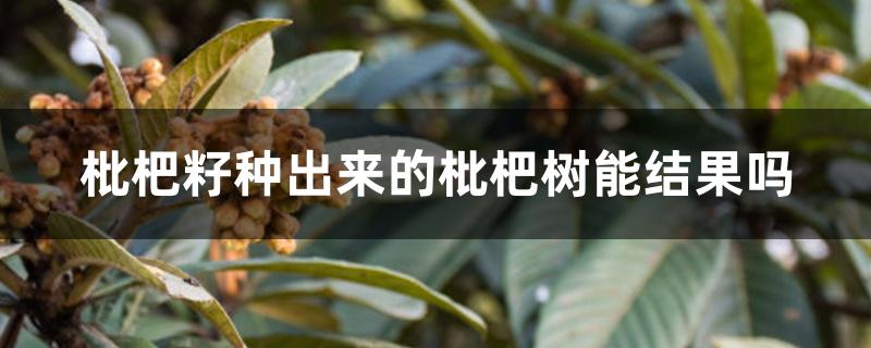 枇杷籽种出来的枇杷树能结果吗