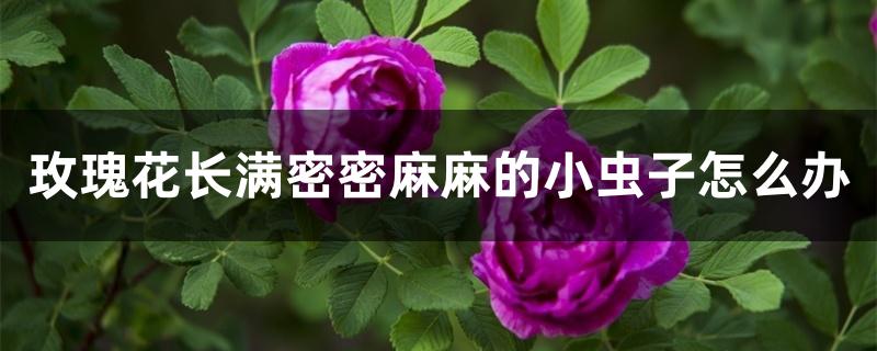 玫瑰花长满密密麻麻的小虫子怎么办