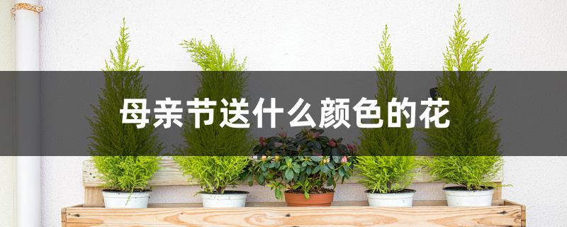 母亲节送什么颜色的花