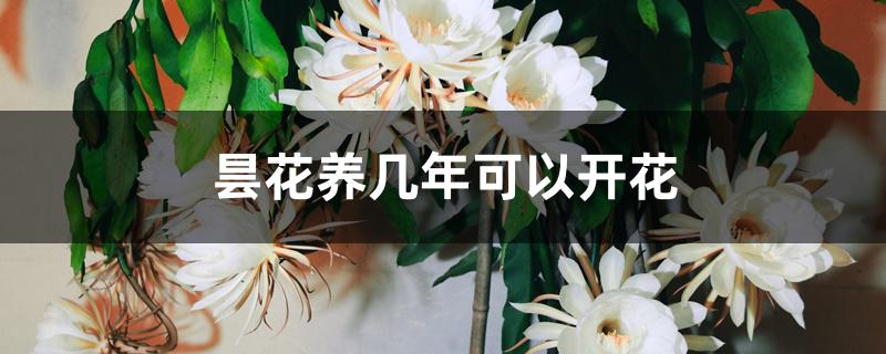 昙花养几年可以开花