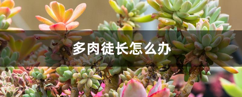 多肉徒长怎么办 多肉徒长怎么办
