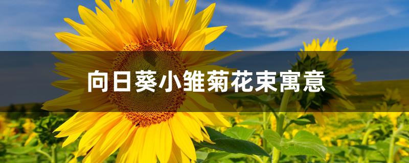 向日葵小雏菊花束寓意