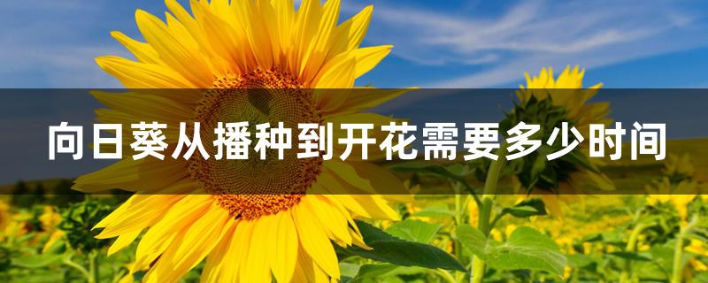 向日葵从播种到开花需要多少时间