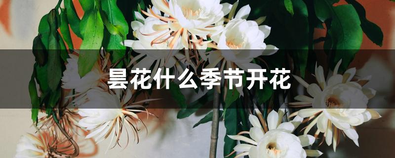 昙花什么季节开花 昙花什么季节开花