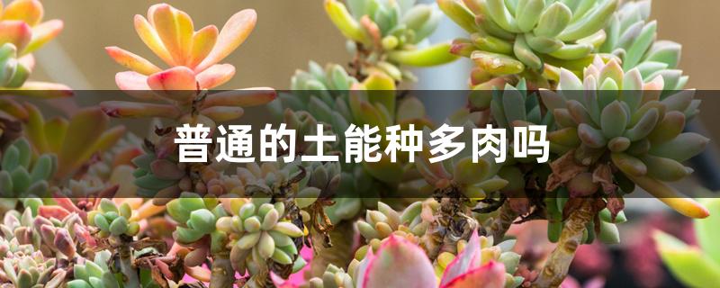 普通的土能种多肉吗