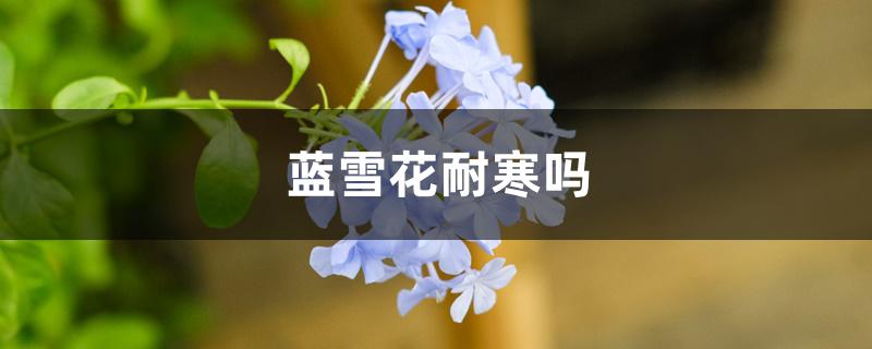 蓝雪花耐寒吗