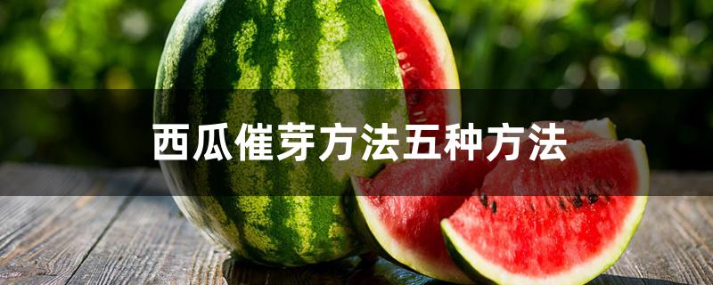 西瓜催芽方法五种方法