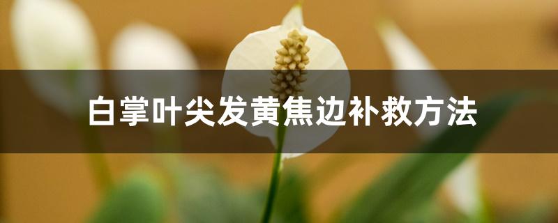 白掌叶尖发黄焦边补救方法