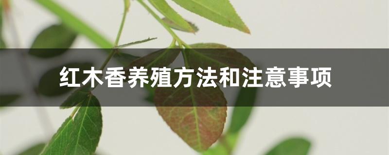 红木香养殖方法和注意事项