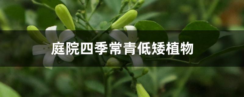 庭院四季常青低矮植物