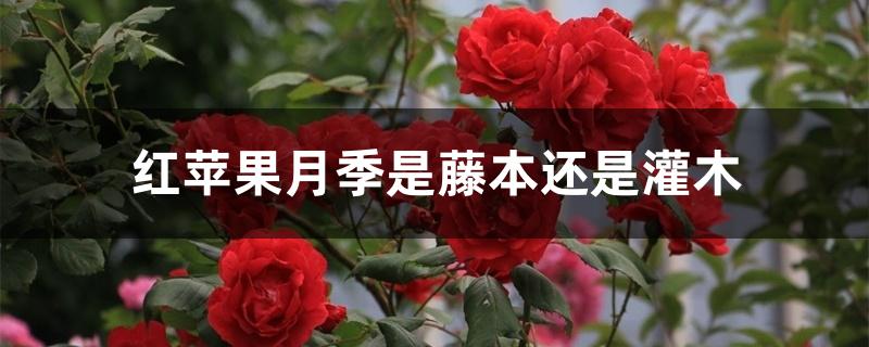 红苹果月季是藤本还是灌木