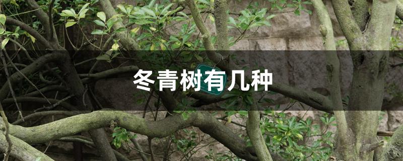 冬青树有几种