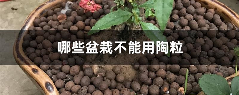 哪些盆栽不能用陶粒