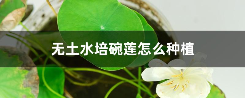 无土水培碗莲怎么种植