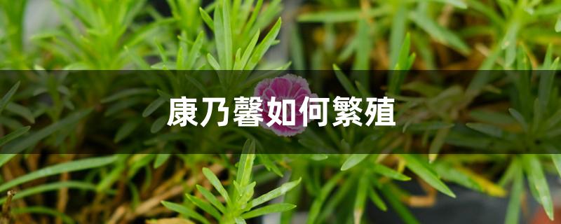 康乃馨如何繁殖