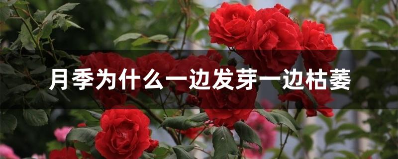 月季为什么一边发芽一边枯萎