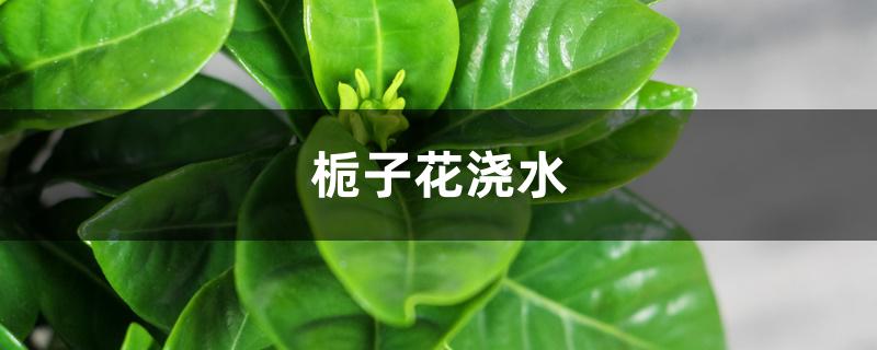 栀子花浇水