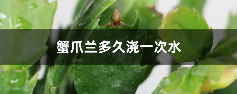 蟹爪兰多久浇一次水 蟹爪兰多久浇一次水