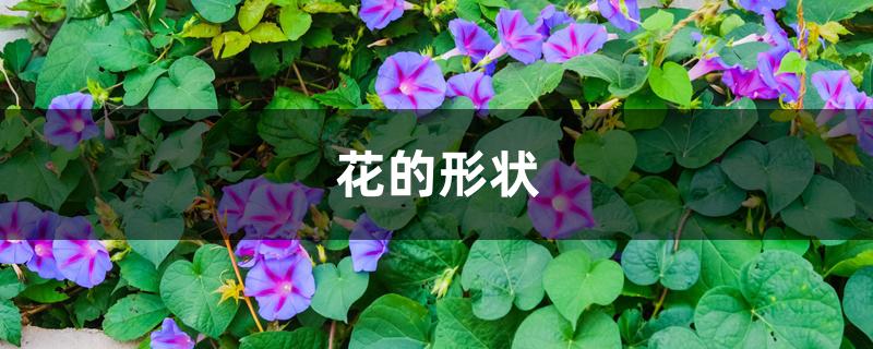花的形状 花的形状