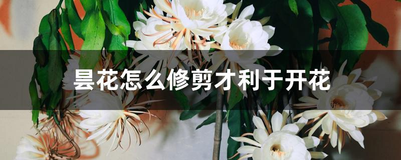 昙花怎么修剪才利于开花