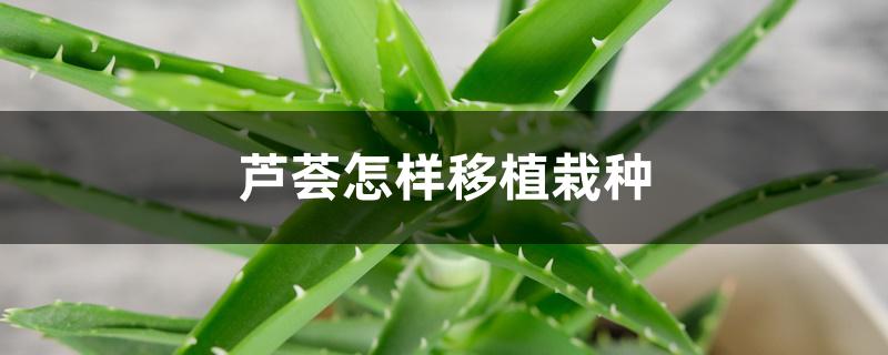 芦荟怎样移植栽种