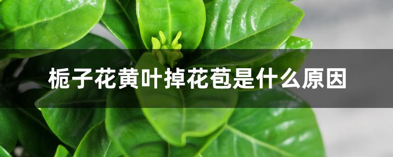 栀子花黄叶掉花苞是什么原因