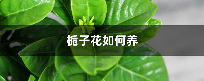 栀子花如何养