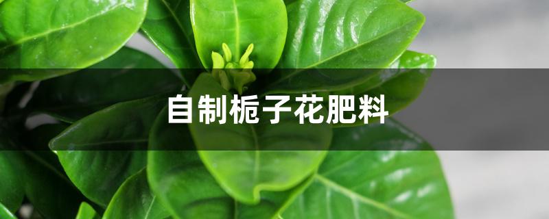 自制栀子花肥料