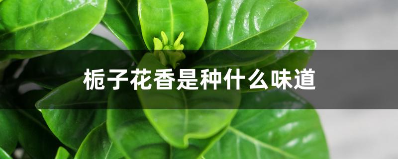 栀子花香是种什么味道