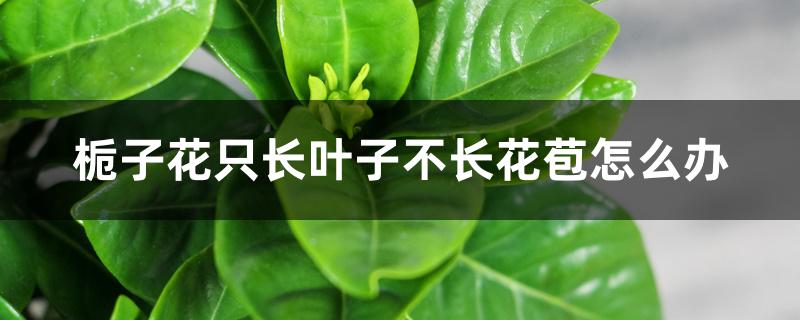 栀子花只长叶子不长花苞怎么办