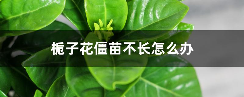 栀子花僵苗不长怎么办