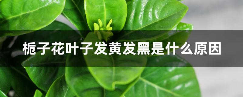 栀子花叶子发黄发黑是什么原因