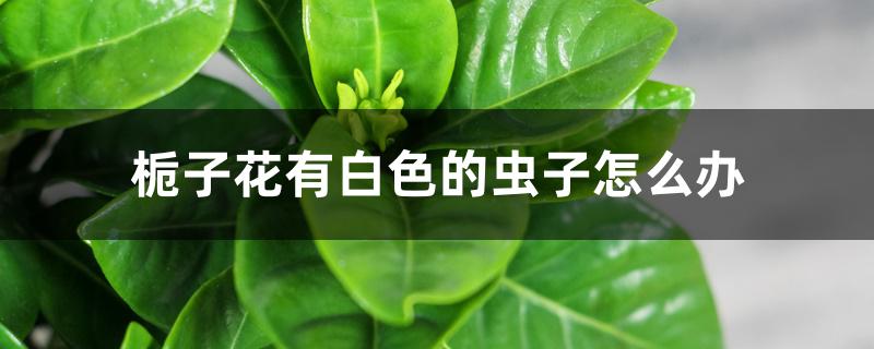 栀子花有白色的虫子怎么办