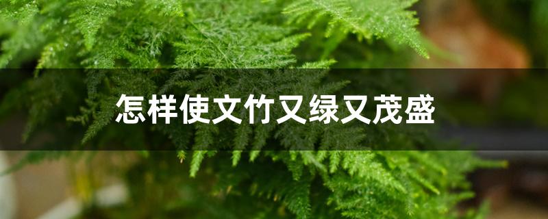 怎样使文竹又绿又茂盛