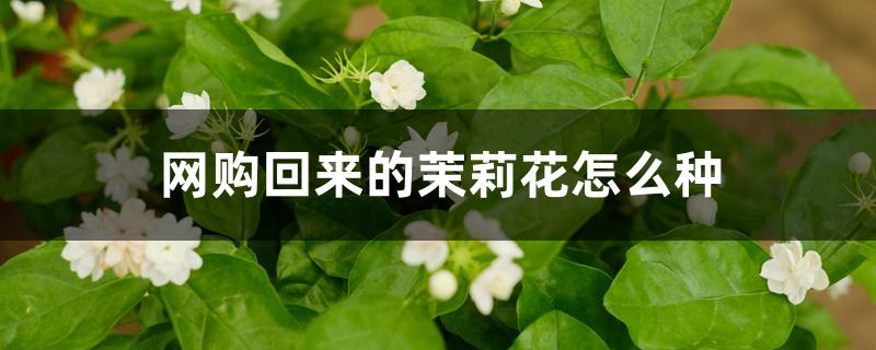 网购回来的茉莉花怎么种