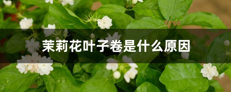 茉莉花叶子卷是什么原因