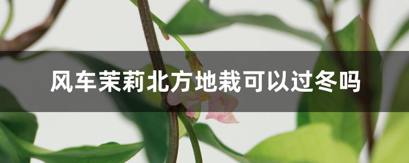 风车茉莉北方地栽可以过冬吗