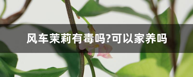 风车茉莉有毒吗?可以家养吗