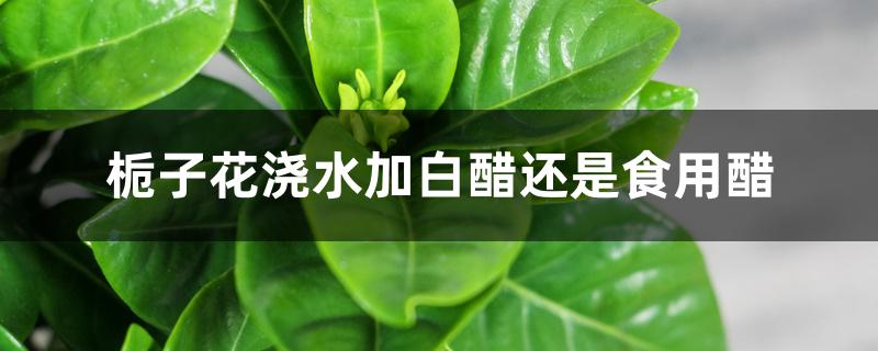 栀子花浇水加白醋还是食用醋