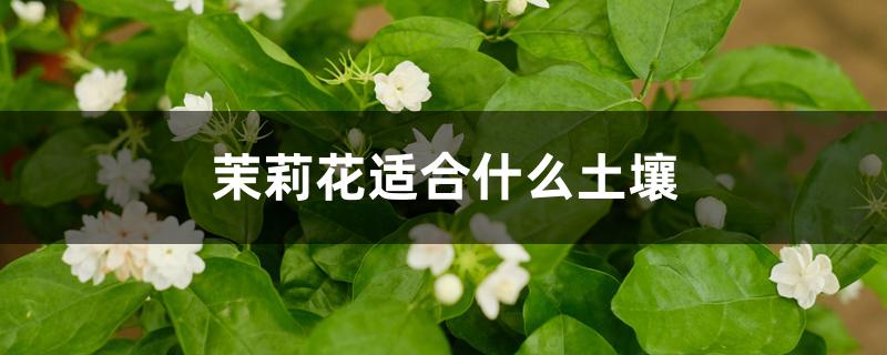 茉莉花适合什么土壤