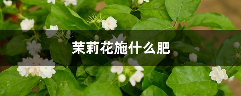 茉莉花施什么肥