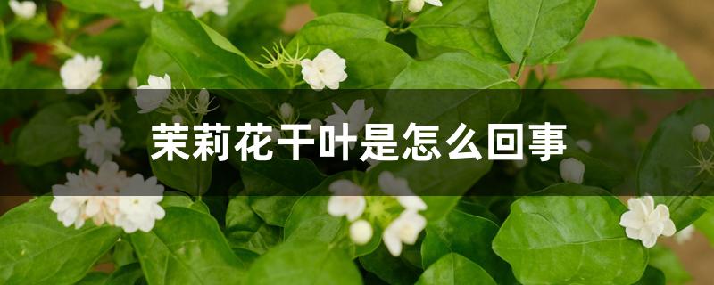 茉莉花干叶是怎么回事