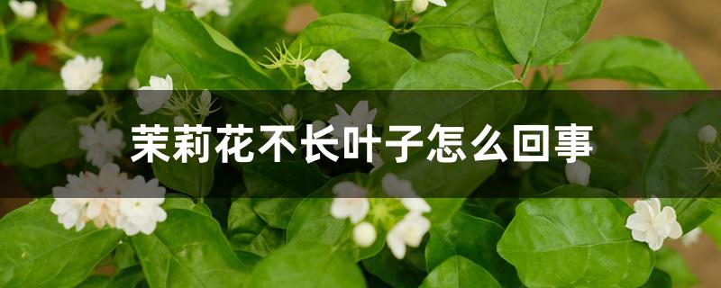 茉莉花不长叶子怎么回事